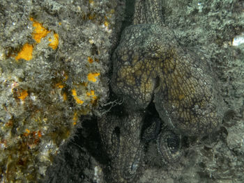 Close-up of lizard in the sea