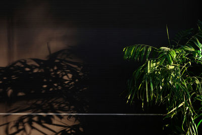 Close-up of plant against tree at night