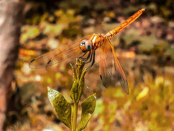 Close-up of dragonfly on twig