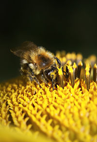 Close-up of bee pollinating on yellow flower