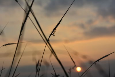 Close-up of silhouette plants against sky during sunset