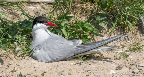 High angle view of bird on field