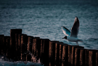 Seagulls flying over sea