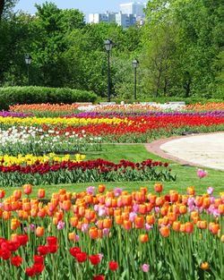 Tulips blooming in park