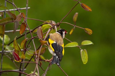 Close-up of bird perching on branch