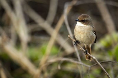 Close-up of bird perching on branch