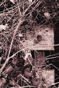 Bare tree against sky