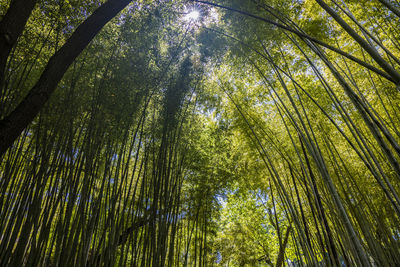 Low angle view of bamboo trees in forest