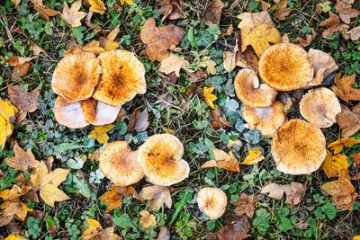 High angle view of mushrooms growing on field