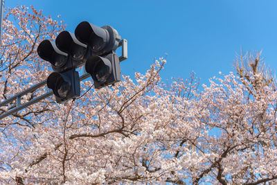 Traffic light with cherry blossoms, tokyo, japan.