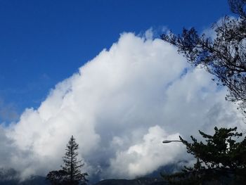 Low angle view of tree against cloudy sky