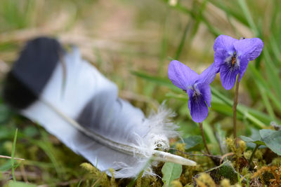 Close-up of purple crocus flowers on field