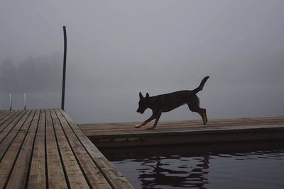 Side view of a horse on pier