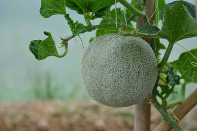 Close-up of fruits growing on tree