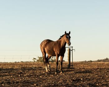 Horse standing on field against clear sky