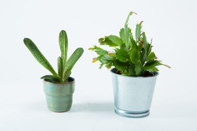 Close-up of potted plant against white background