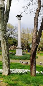 View of trees in cemetery