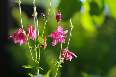 Close-up of pink flowering plant