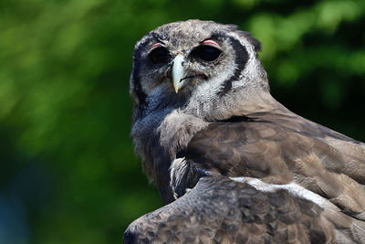 Close up portrait of a verreauxs eagle owl 