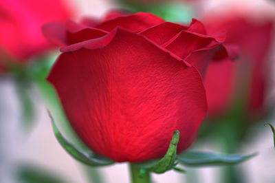 Close-up of red rose