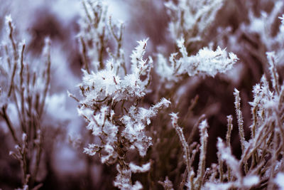 Close-up of frozen plant during winter
