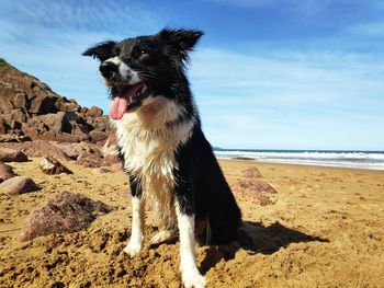 Dog looking away at beach