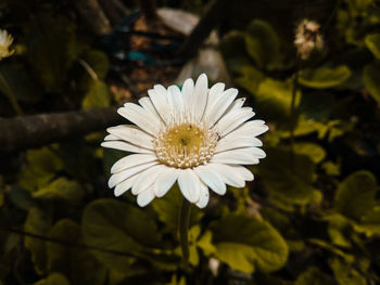 Close-up of white flowering plant