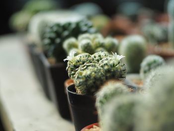 Close-up of succulent plant