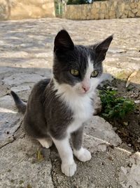 Portrait of cat sitting outdoors