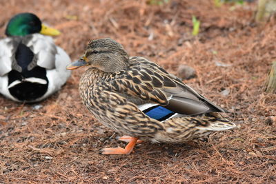 Close-up of bird