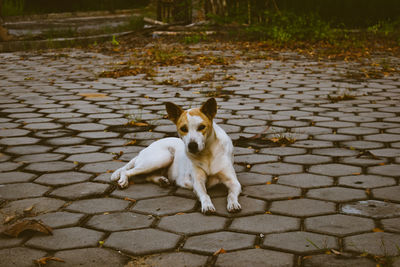 High angle view of dog on footpath