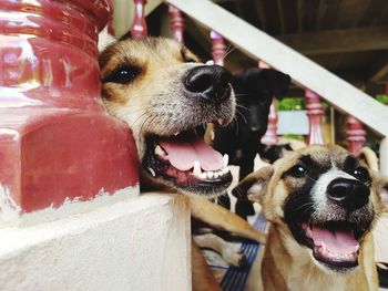 Close-up portrait of a dog