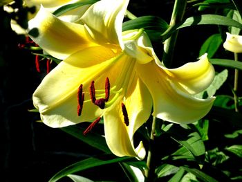 Close-up of yellow day lily