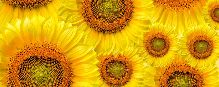 Full frame shot of sunflower