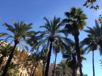 Low angle view of palm trees