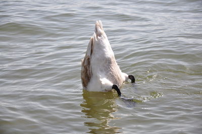 Swan swimming in lake