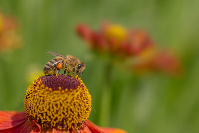 Close-up of insect pollinating on flower