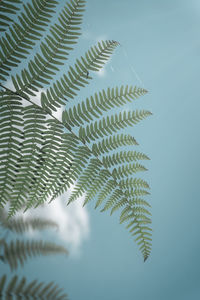 Low angle view of fern plant, looking like a palm tree