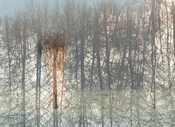 Full frame shot of trees in water