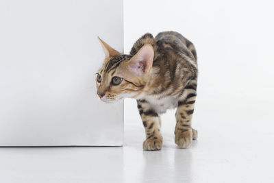 Charming bengal cat posing in a photo studio 