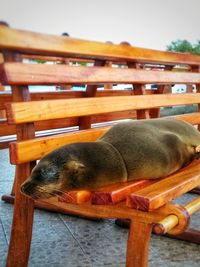 Close-up of an animal sleeping on table
