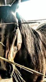 Close-up of horse
