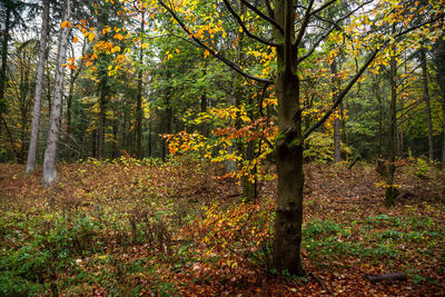 Trees growing in forest during autumn