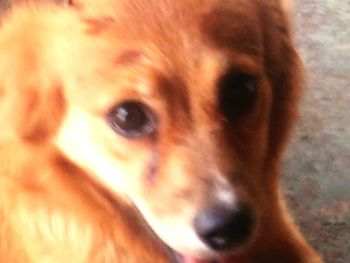 Close-up portrait of a dog