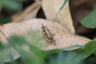 Close-up of insect