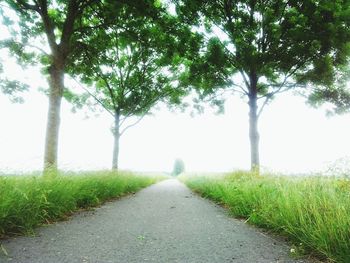 Road passing through forest