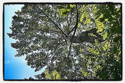 Low angle view of leaves