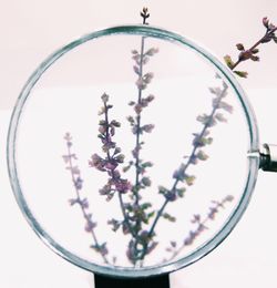 Close-up of purple flowers