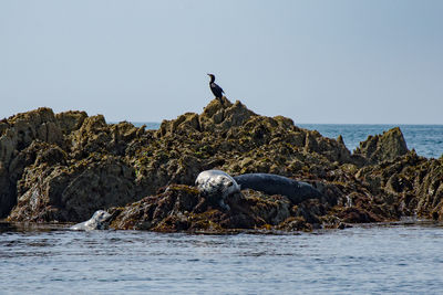 Bird perching on rock by sea against clear sky with seals