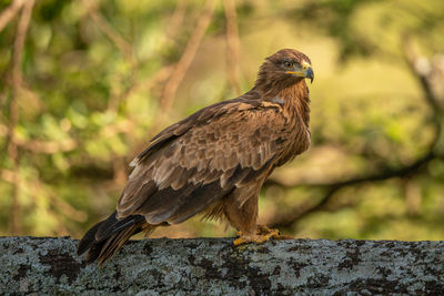 Steppe eagle perched on branch looking down